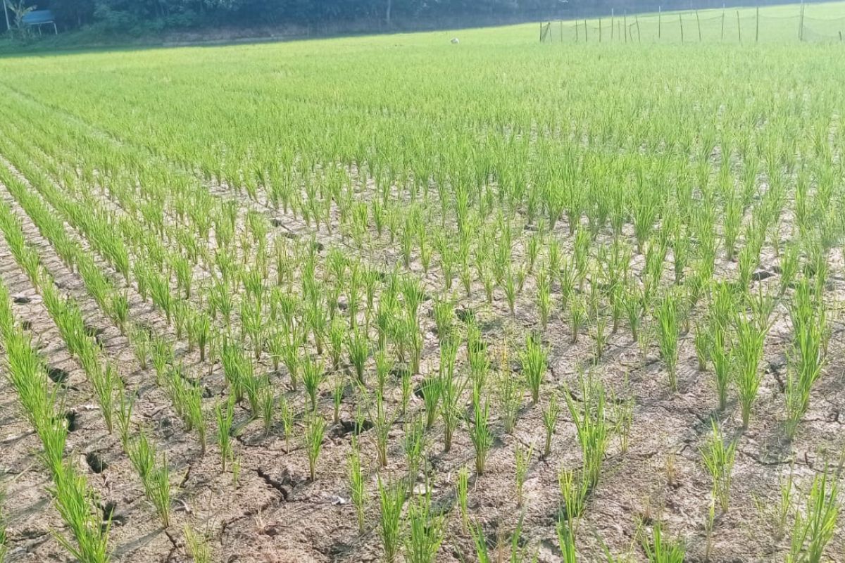 Petani Lebak Didorong Ikut Asuransi Usaha Tani Padi Hadapi Kemarau Panjang, Klaim Rp6 Juta per Hektare