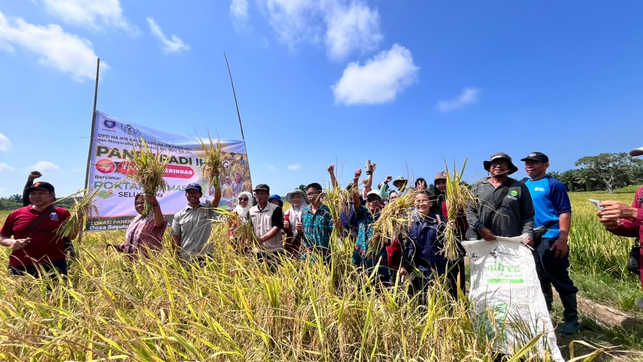 Uji Coba Padi IPB 9G di PPU Tembus 7,6 Ton per Hektare, Lampaui Rata-rata Hasil Panen Petani