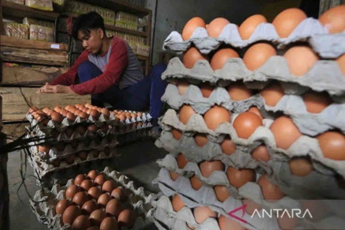 Stok Telur Ayam di Bangka Belitung Ditambah 40,9 Ton, Disperindag Pastikan Harga Aman di Rp29.000 Per Kilogram