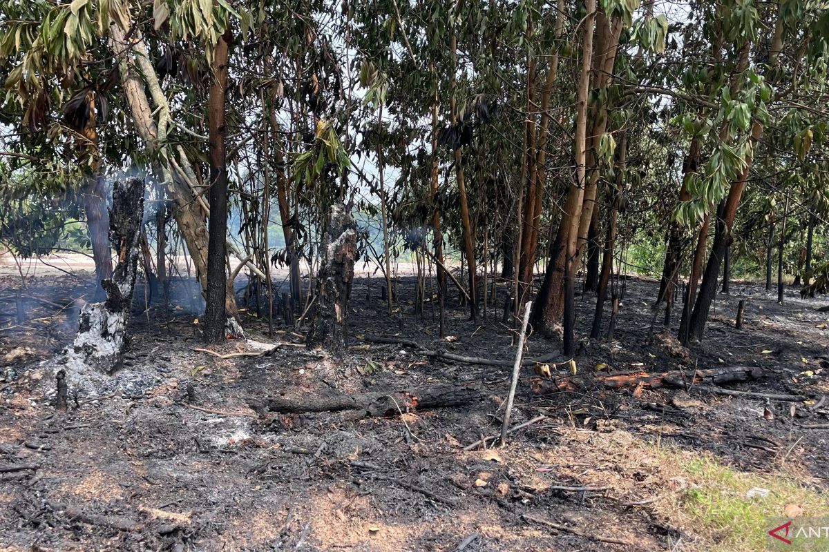 Kebakaran Lahan Seluas Seperempat Hektare di Eks Arena MTQ Muara Bulian, Batang Hari Berhasil Dipadamkan dalam 30 Menit