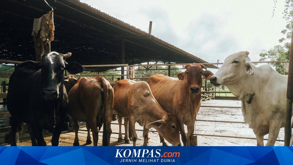 Jumlah Hewan Kurban di Bengkulu Naik 299 Ekor pada Idul Adha 2026, Tembus 12.199 Ekor