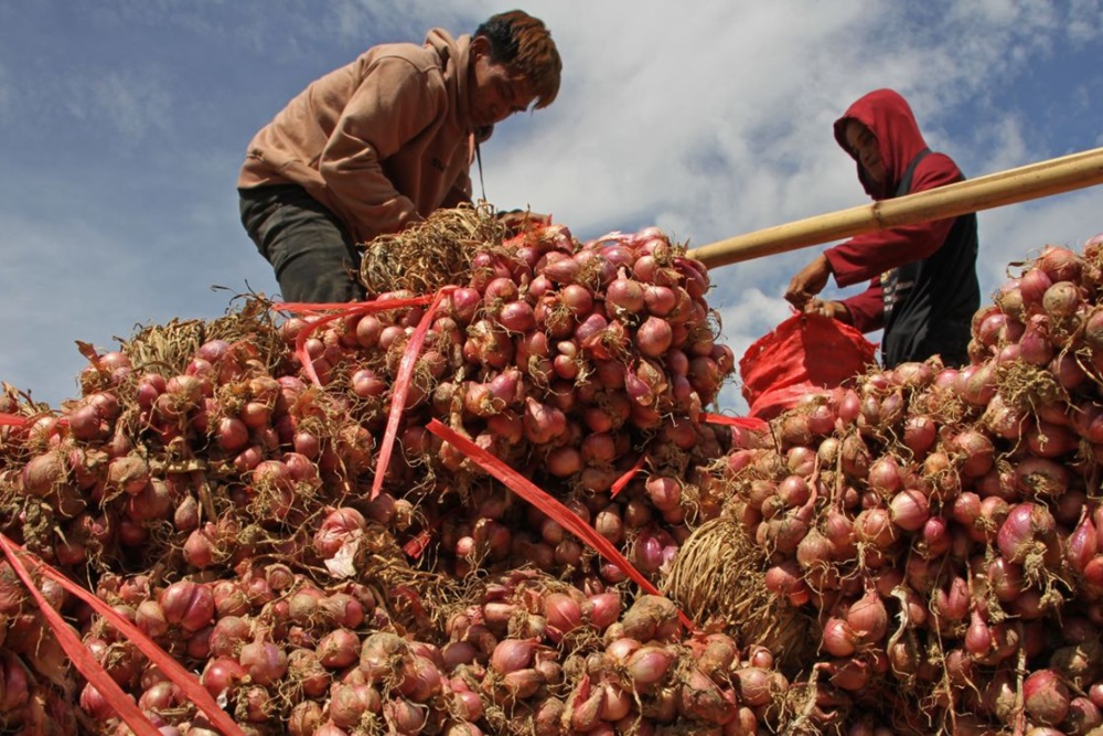 Harga Bawang Merah di Bantul Anjlok ke Rp 15 Ribu per Kilogram, Petani Lahan Pasir Terjepit Biaya Panen