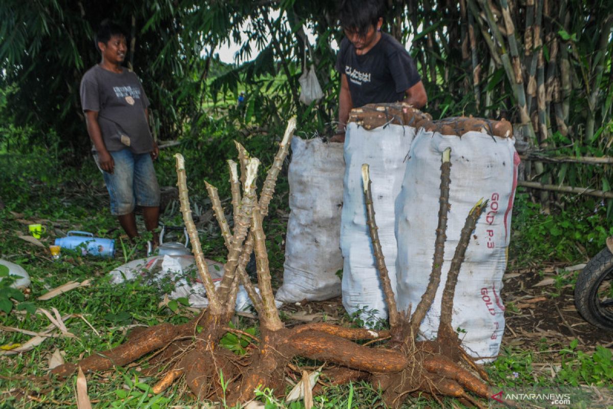 Musim Kemarau di Lebak, Petani Jagung Hibrida Raup Untung Rp 20 Juta per Panen, Distan Dorong Perluasan Palawija