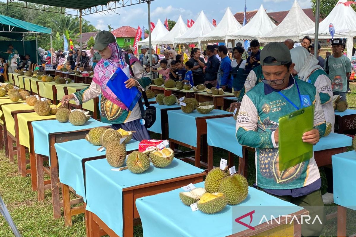 Pemprov Babel Gelar Kontes Durian di Bangka Barat, 52 Varietas Lokal Bersaing Jadi Unggulan Nasional