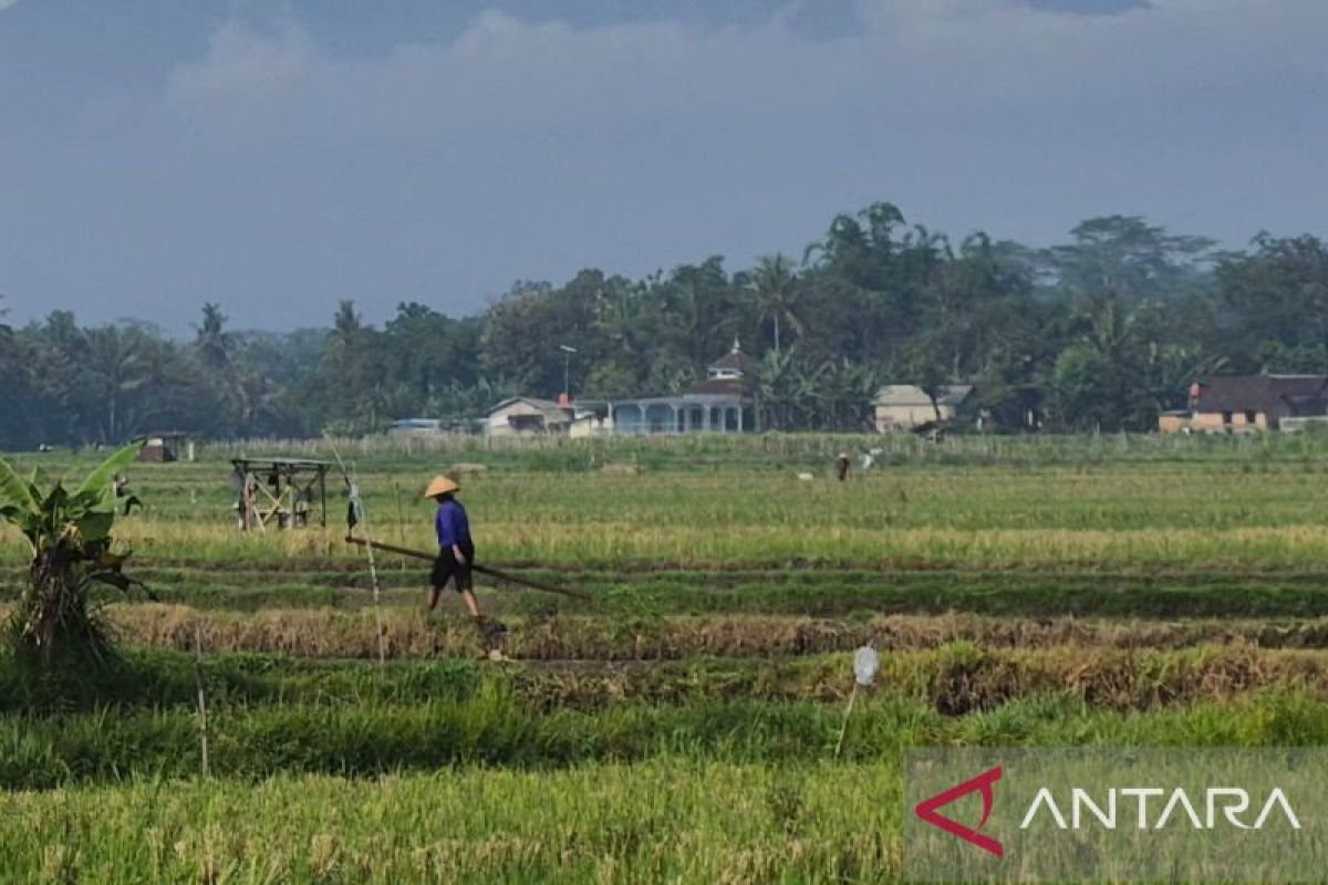 Sumedang Siapkan 75 Titik Irigasi Tersier Antisipasi El Nino, Prioritaskan Lumbung Padi di Ujungjaya hingga Surian