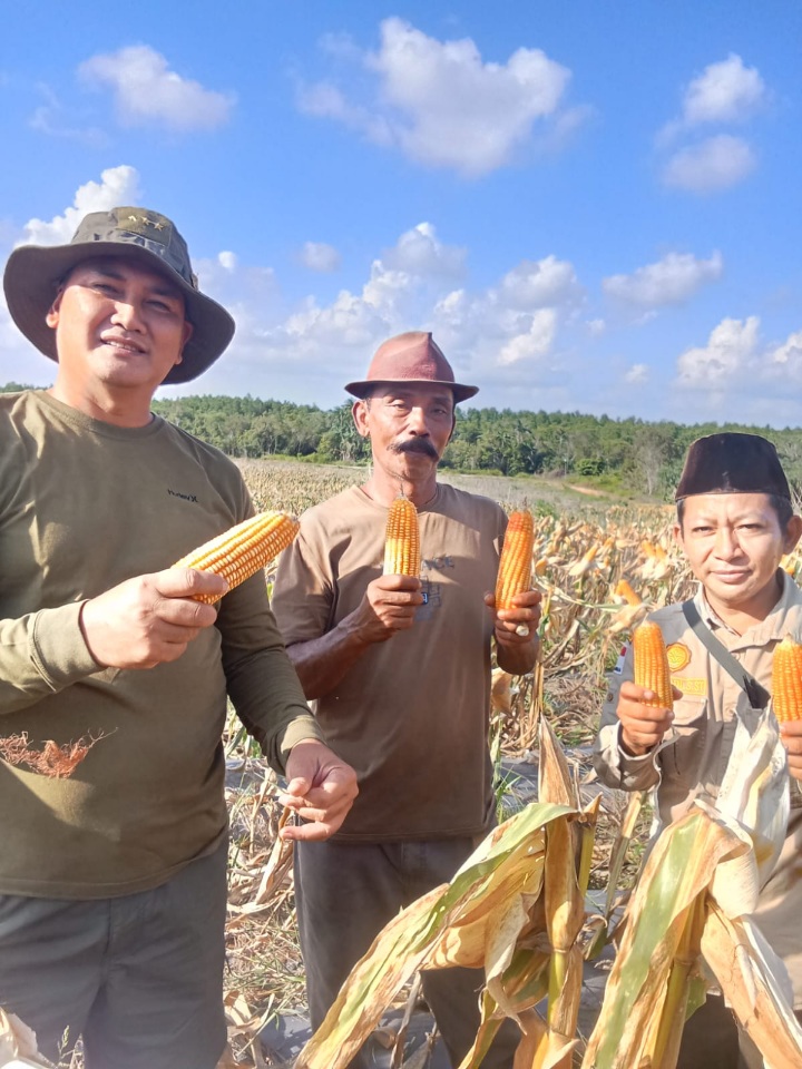 Pangkogabwilhan I Letjen TNI Kunto Arief Wibowo Panen Raya Jagung di Lahan Eks Tambang Bauksit Dompak Tanjungpinang