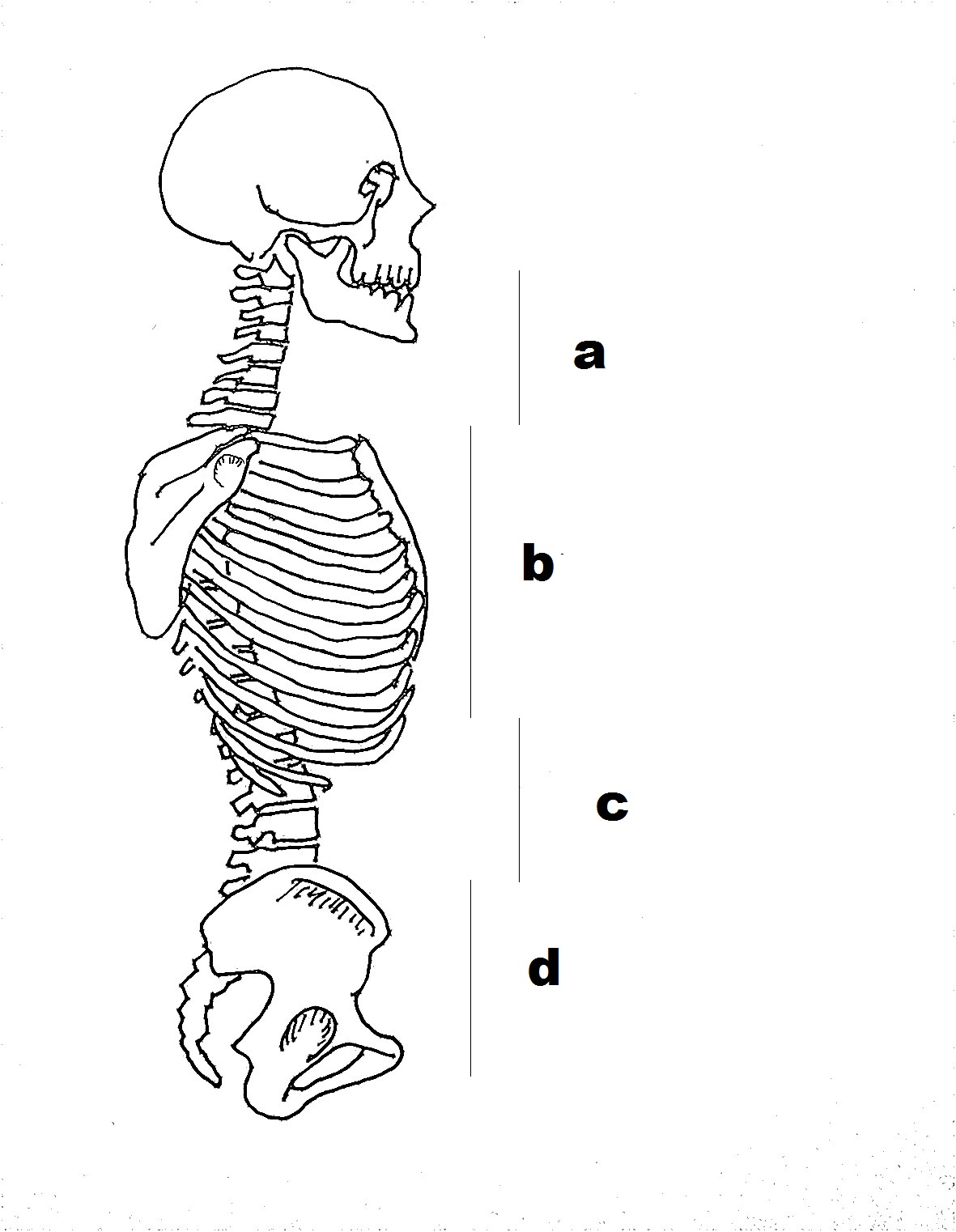 Tips Menjaga Kesehatan Tulang dan Mencegah Osteoporosis