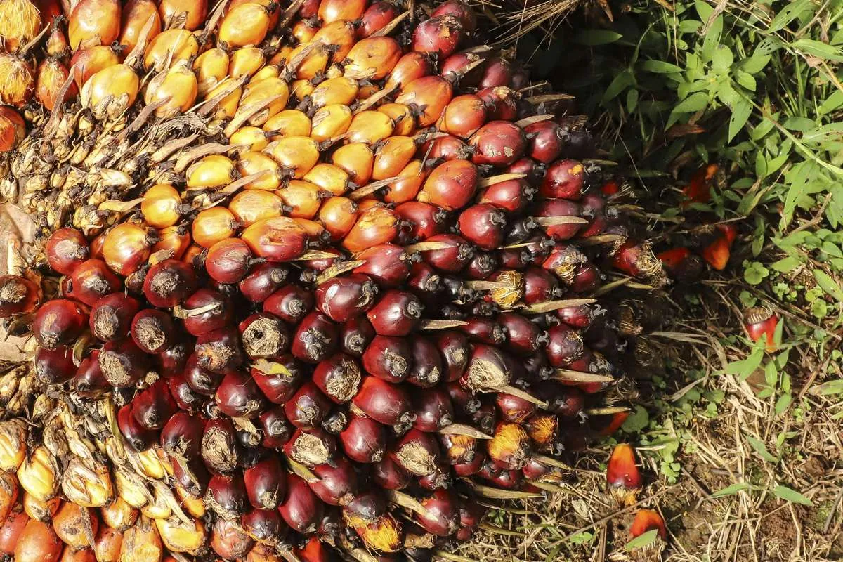 Harga TBS Sawit Anjlok, Petani Bangka Belitung Segera Bertemu Gubernur Senin Depan