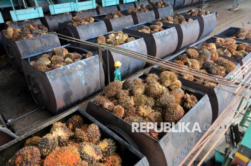 Belum Ada Harga Acuan Sawit Nasional, GAPKI Sebut Under Invoicing Sulit Dibuktikan di Indonesia