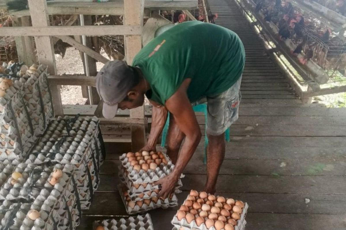 Produksi Telur Ayam di Papua Surplus 8.518 Ton, Peternak Minta Pasokan dari Luar Daerah Dibatasi