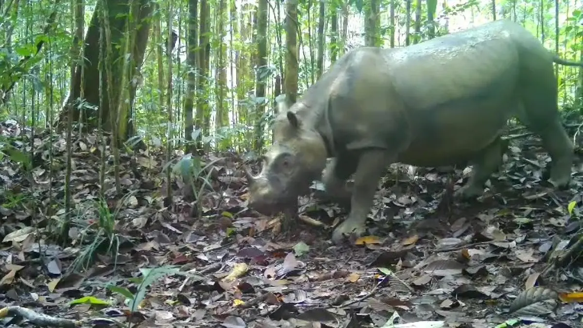 Badak Sumatra Terakhir di Hutan Mahakam Ulu Tertangkap Kamera, Usianya Lebih Muda dan Akan Jalani Program Bayi Tabung