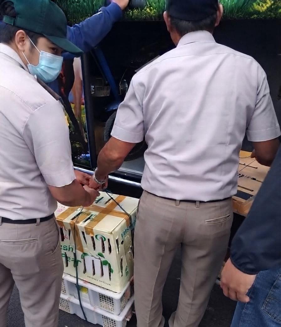284 Burung Ilegal Diselundupkan Lewat Bagasi Bus di Pelabuhan Gilimanuk, Karantina Bali Amankan Ratusan Satwa