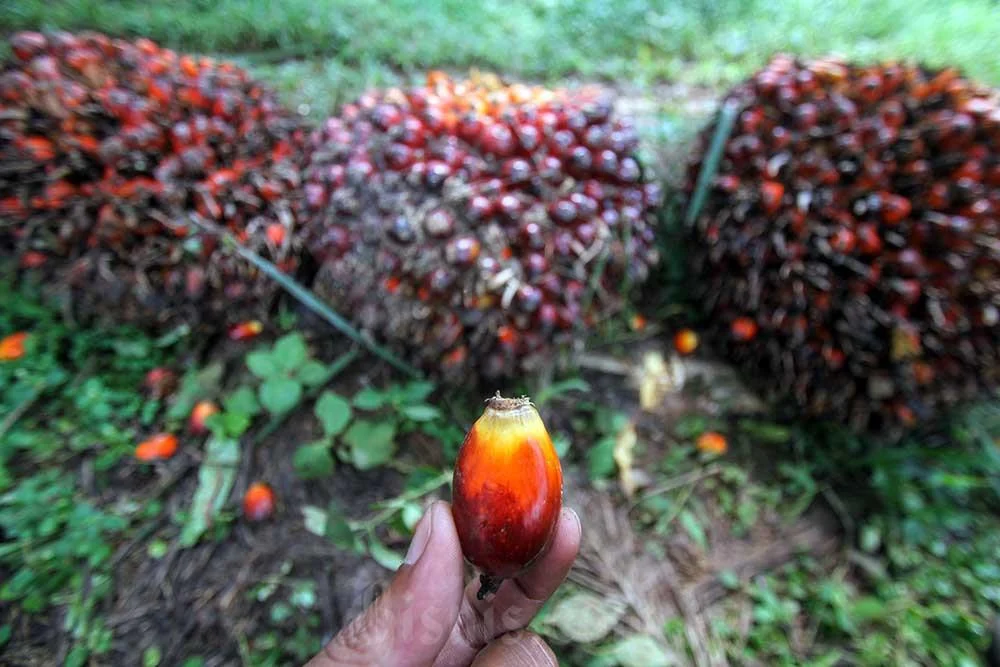 Harga TBS Sawit Petani Sumsel Naik Lagi Periode II Juli 2025, Kini Rp3.827,89 per Kg