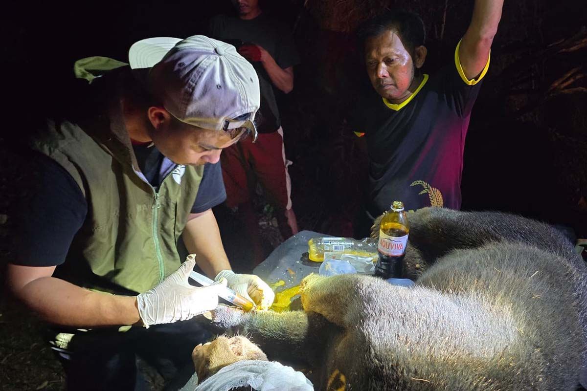 BKSDA Aceh Lepasliarkan Beruang Madu Betina Terjerat di Kebun Warga Aceh Jaya, Kondisi Sehat Kembali ke Habitat