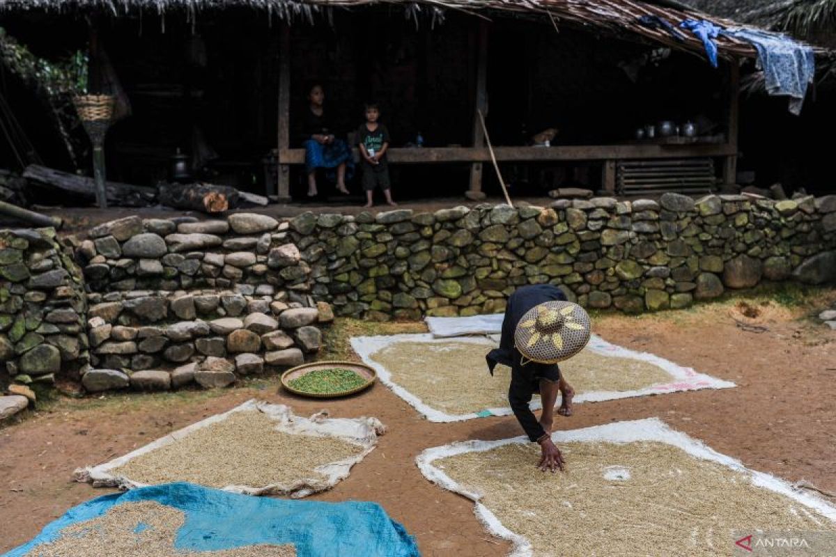 Tradisi Bertani Padi Huma ala Badui di Lebak Bisa Hasilkan 24 Ribu Ton Gabah, Stok Pangan Aman Hadapi Kemarau