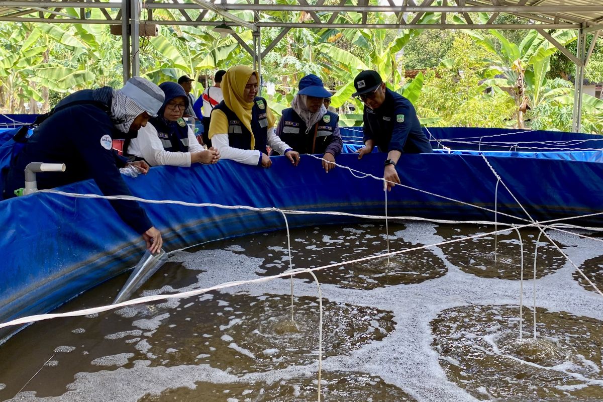 Dari Melaut ke Kolam Terpal, Warga Pulau Karas Batam Panen Lele hingga 500 Kilogram Sekali Panen