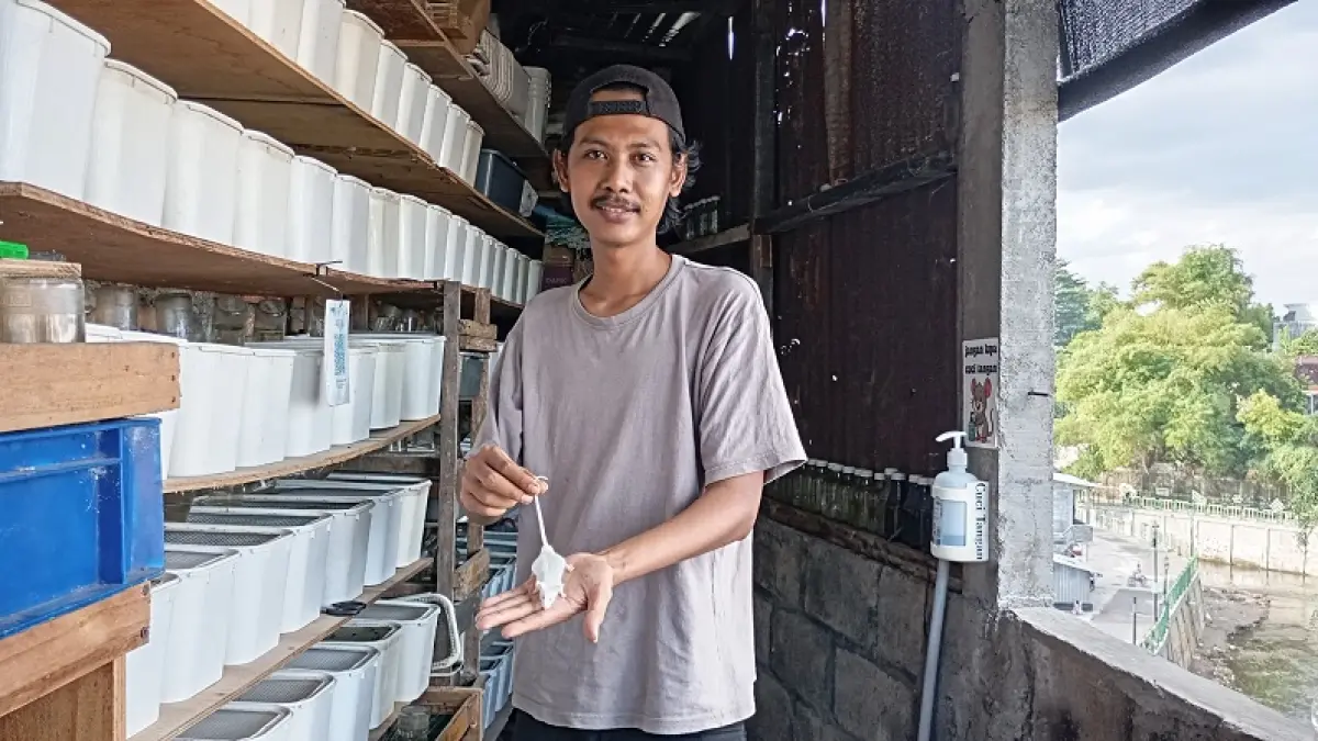 Dari Stok Pakan Reptil Tak Termakan, Imam Muslim Sukses Budi Daya Mencit di Bantaran Sungai Winongo, Kini Hasilkan Cuan Saingi UMR Jogja