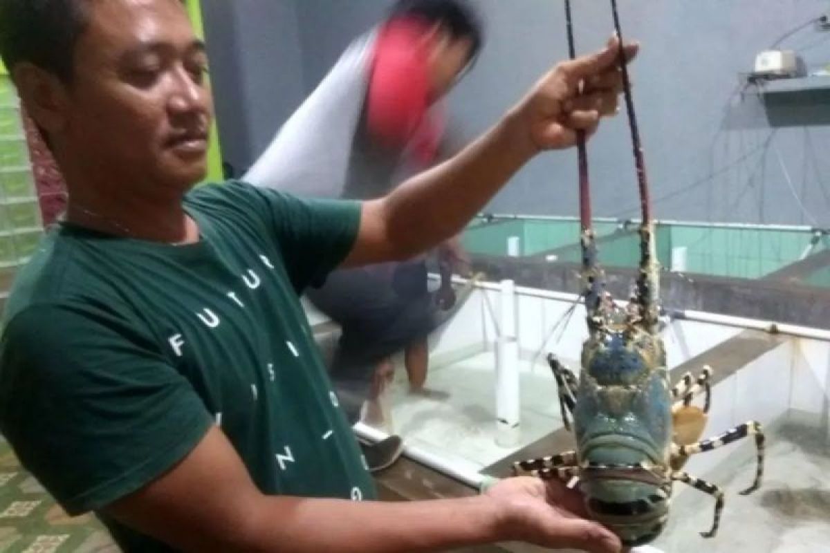 Tangkapan Udang Lobster Nelayan Lebak Capai 20 Kg Sekali Melaut, Pendapatan Rp5 Juta dari Harga Rp250 Ribu Per Kg