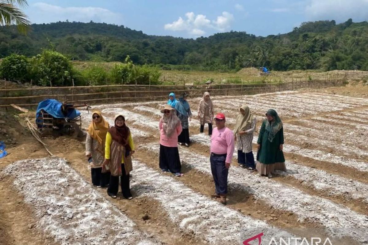 Pemkot Sawahlunto Rehabilitasi Lahan Bekas Tambang Jadi Lahan Pertanian Produktif, Tiga Desa Jadi Percontohan