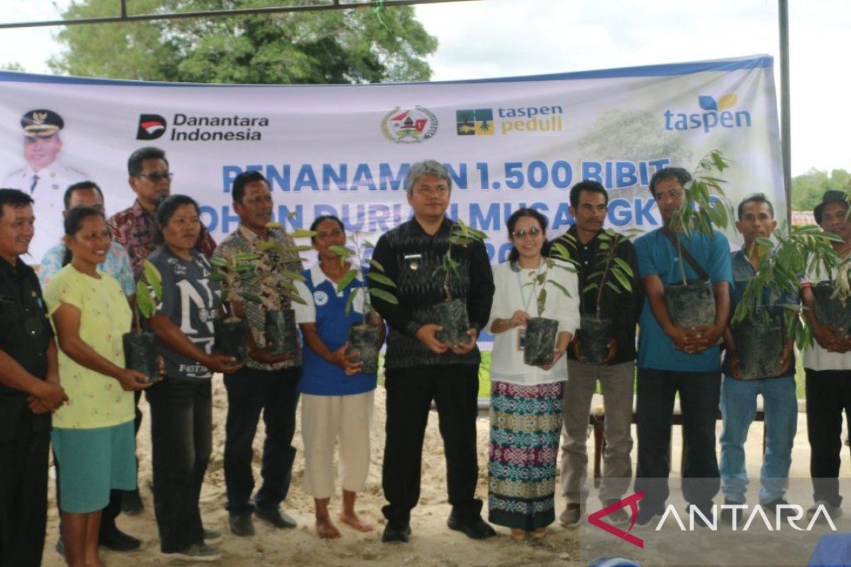 Pemkab Tapanuli Utara dan PT Taspen Salurkan 1.500 Bibit Durian Musang King ke Petani Parmonangan, Targetkan Lahan Tidur Jadi Produktif