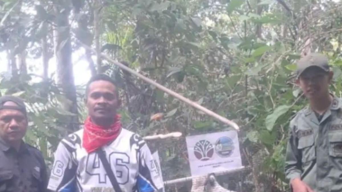 BKSDA Maluku Lepasliarkan Dua Kakaktua Koki di Hutan Adat Karangguli, Kepulauan Aru