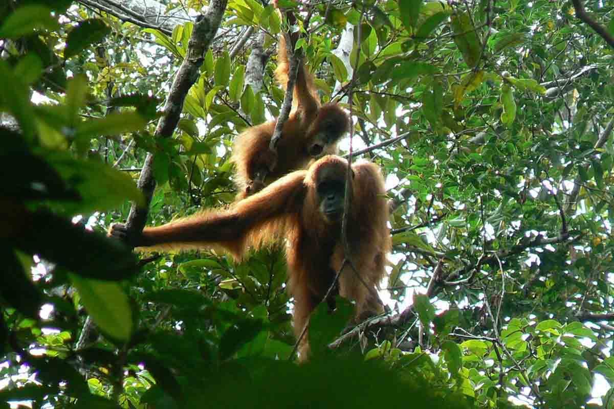 BKSDA Aceh Relokasi Dua Orangutan Sumatra Jantan Terjebak di Kebun Warga Aceh Selatan, Dilepasliarkan ke Hutan