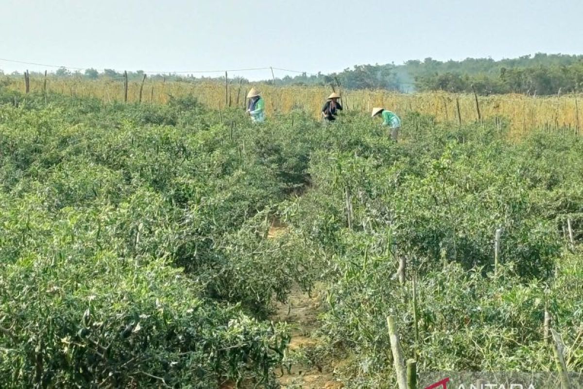 Wagub Kepri Dorong Pengembangan Pertanian Bintan, Poktan Bintan Jaya Panen 400 Kg Cabai per Kirim