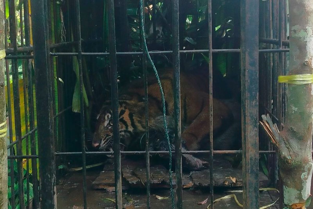 Harimau Sumatra Masuk Kandang Jebak BKSDA Sumbar di Agam Kurang dari Satu Jam Usai Dipasang