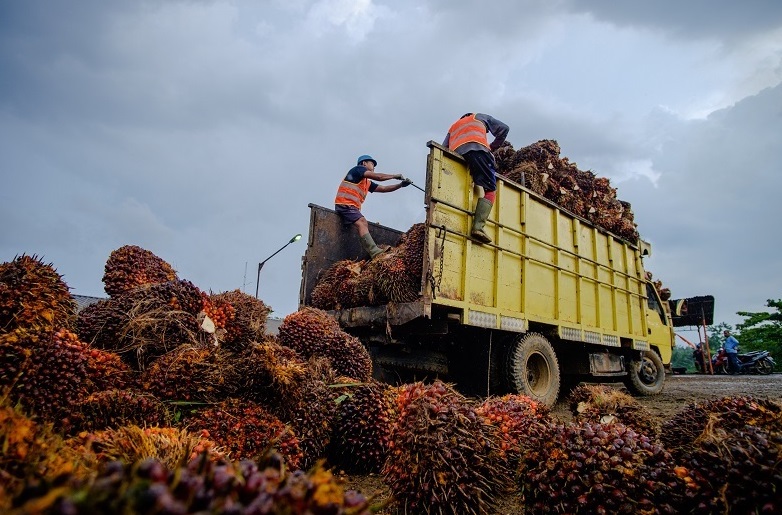 Harga TBS Sawit Pasaman Barat Tembus Rp3.789 Per Kg,