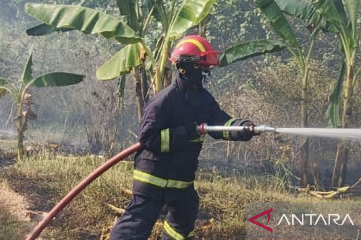 Damkarmat Lampung Selatan Padamkan Kebakaran Lahan di Merak Belantung, Angin Kencang dan Rumput Kering Percepat Api Meluas