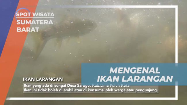 Mengenal Ikan Larangan di Sungai Sarugo, Sumatera Barat: Tradisi Menjaga Sungai yang Tak Boleh Diambil Sembarangan