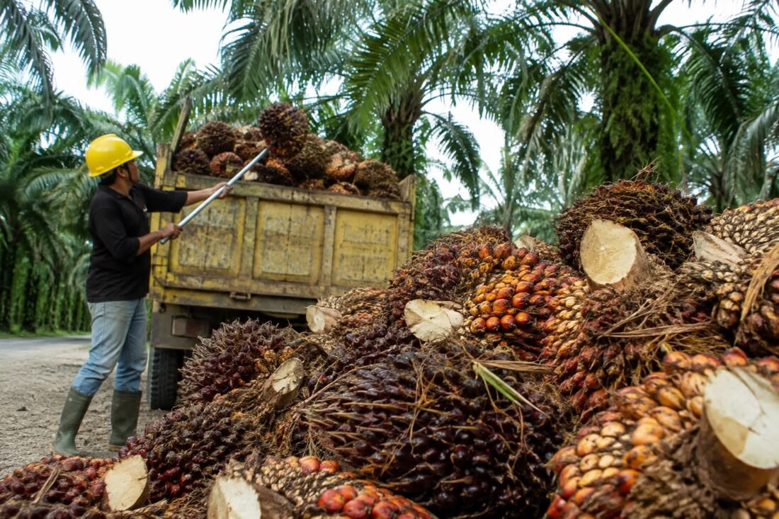 Ekonom Kaltara Dorong Hilirisasi Sawit di Nunukan dan Malinau, Nilai Tambah Dinilai Lebih Besar dari Kirim Bahan Mentah