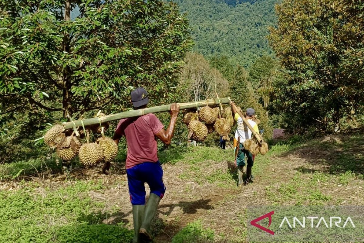 4.000 Bibit Durian Montong Ubah Wajah Desa Cempaka Putih Gorontalo Utara, Warga Tinggalkan Aktivitas di Hutan