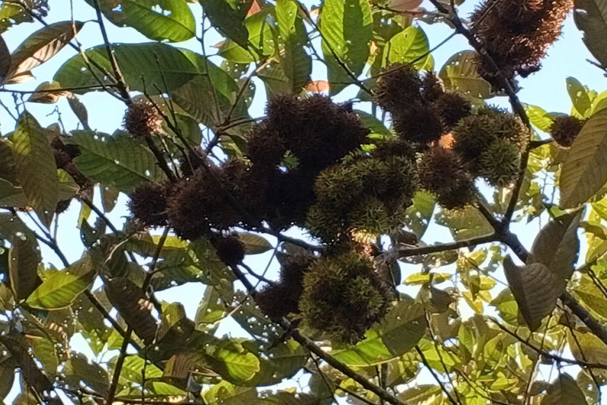 Kebun Raya Tua Tunu dan BRIN Selamatkan Rambutan Hutan Endemik Pulau Bangka yang Terancam Punah