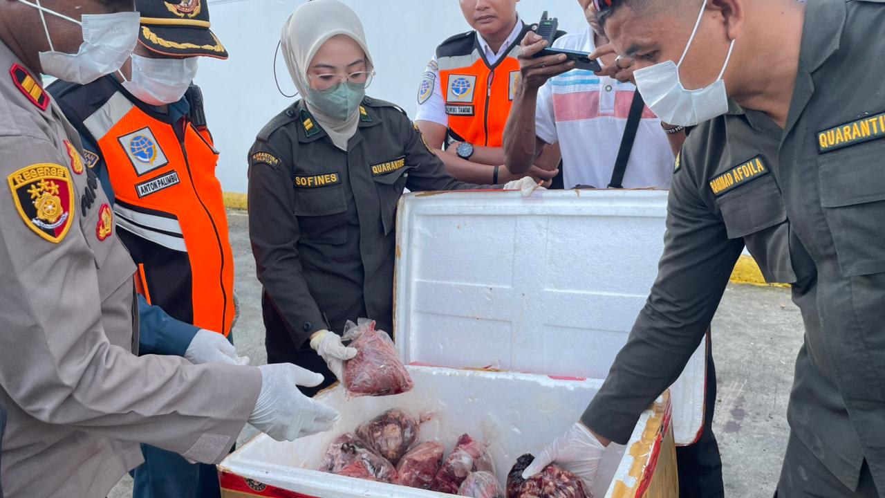 Karantina Papua Tolak 150 Kg Daging Sapi Tanpa Dokumen di Pelabuhan Serui, Dikirim Kembali ke Surabaya