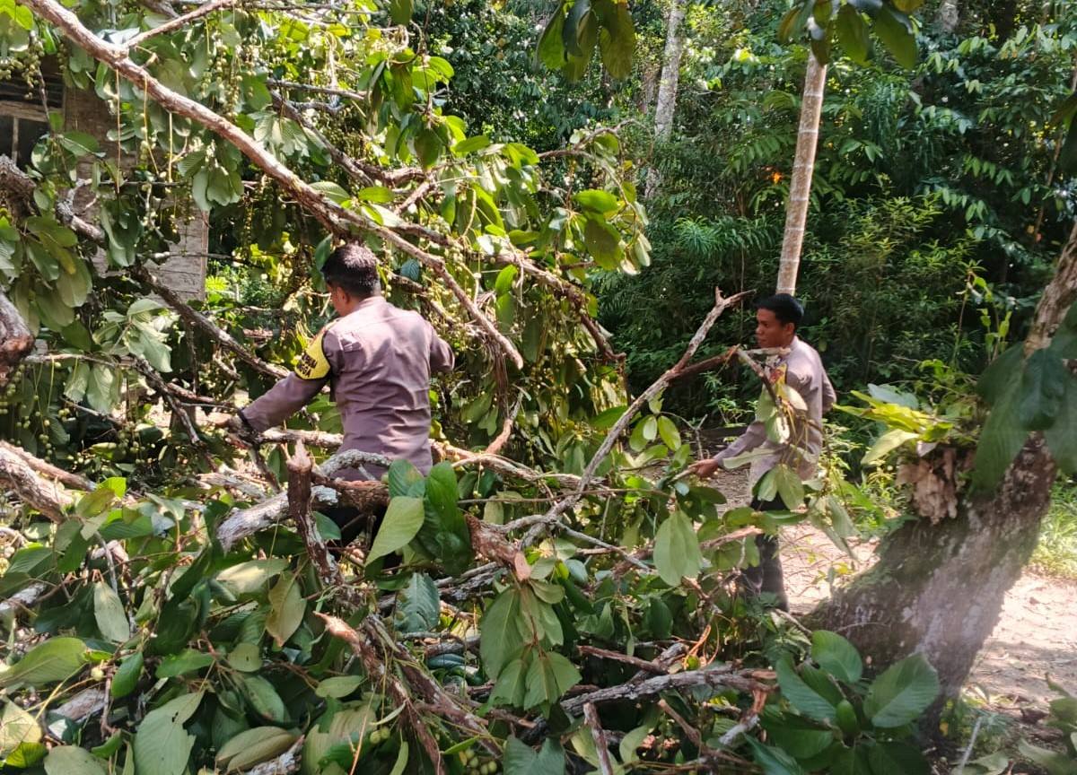 Pohon Tumbang Timpa Rumah Warga di Pantai Harapan, Polisi dan Warga Gotong Royong Lakukan Evakuasi