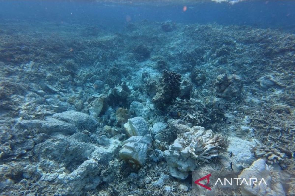 Pemprov Kaltim Bentuk BLUD di Tanjung Batu Berau untuk Cegah Kapal Wisata Rusak Terumbu Karang Maratua