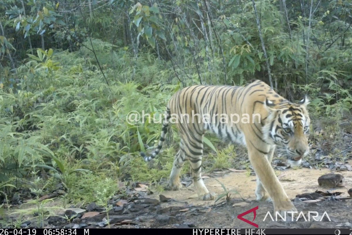 Kamera Jebak di Hutan Harapan Rekam Harimau Sumatra, 39 Spesies Lain Juga Tertangkap