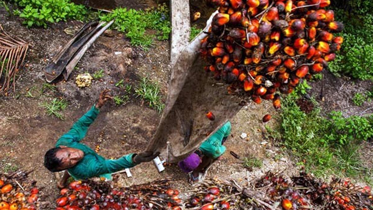 Harga TBS Sawit Plasma Kalteng Periode II-Mei 2026 Anjlok Rp255,97 per Kg, Petani Kelapa Sawit Terdampak
