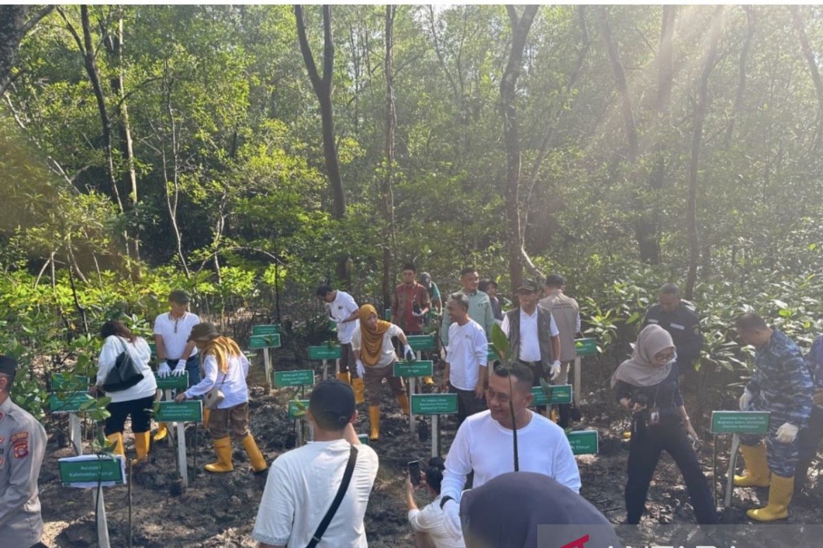 Pemprov Kaltim Tanam 12.000 Bibit Mangrove di Pantai Lamaru Balikpapan, Langkah Nyata Jaga Pesisir IKN