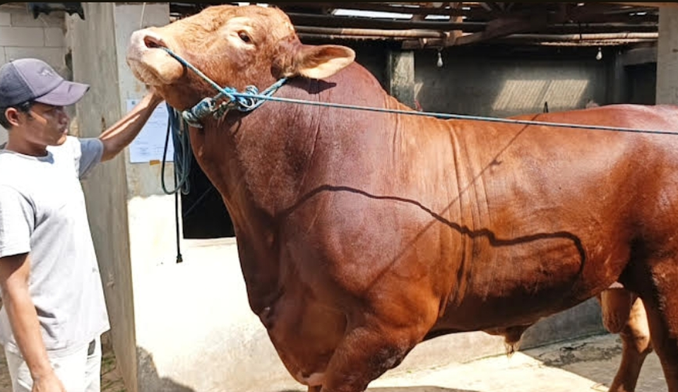 Sapi Kurban Bantuan Presiden Prabowo di Sukabumi Berbobot 1,17 Ton, Diberi Nama Predator