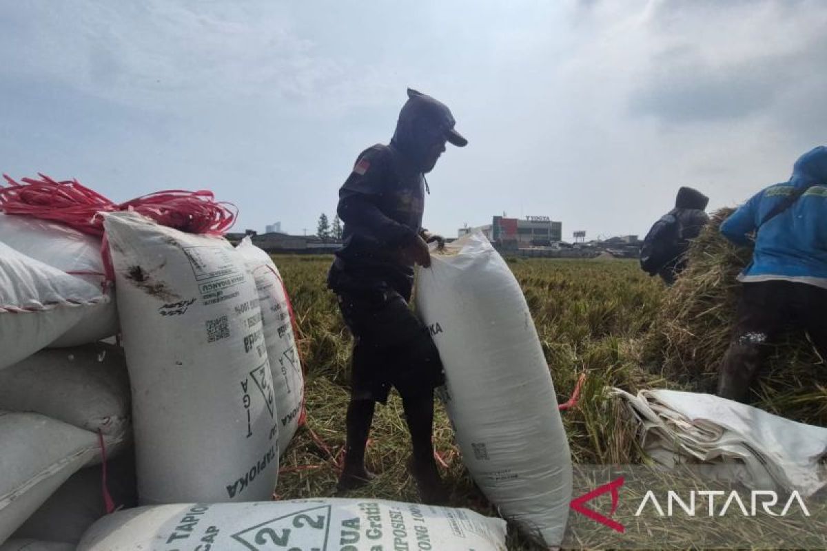 Pemkab Sumedang Siapkan 220 Ton Beras CPPD untuk Petani Gagal Panen Akibat Kekeringan, Verifikasi Penerima Bantuan 10 Kg per Orang