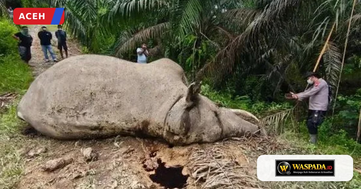 Seekor Gajah Sumatera Mati di Perkebunan Sawit Aceh Tamiang, Diduga Keracunan Jelang Hari Gajah Sedunia