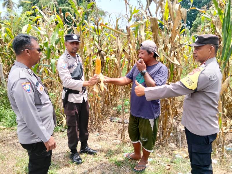 Polres Tojo Una-Una Turun ke Lahan Jagung di 5 Kecamatan, Petani Diingatkan soal Cuaca Ekstrem