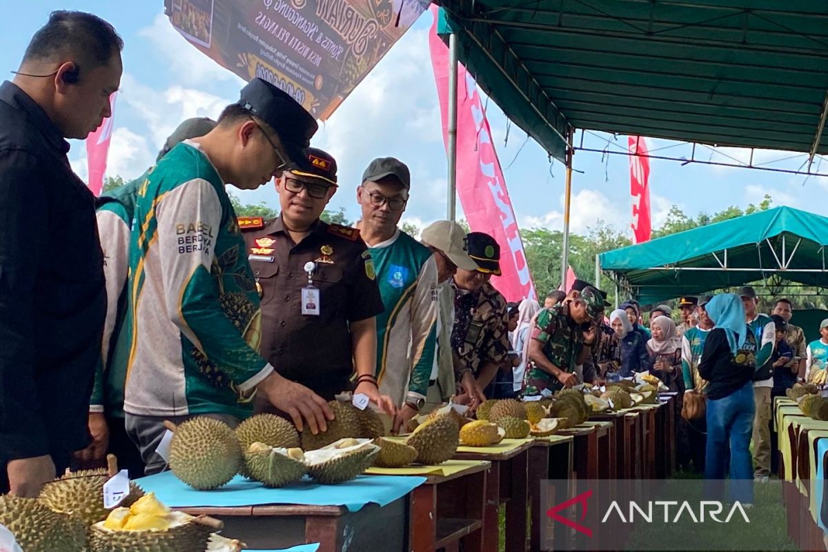 Pemprov Bangka Belitung Jadikan Kontes Durian di Desa Pelangas Magnet Wisata Baru, 52 Varietas Lokal Diadu