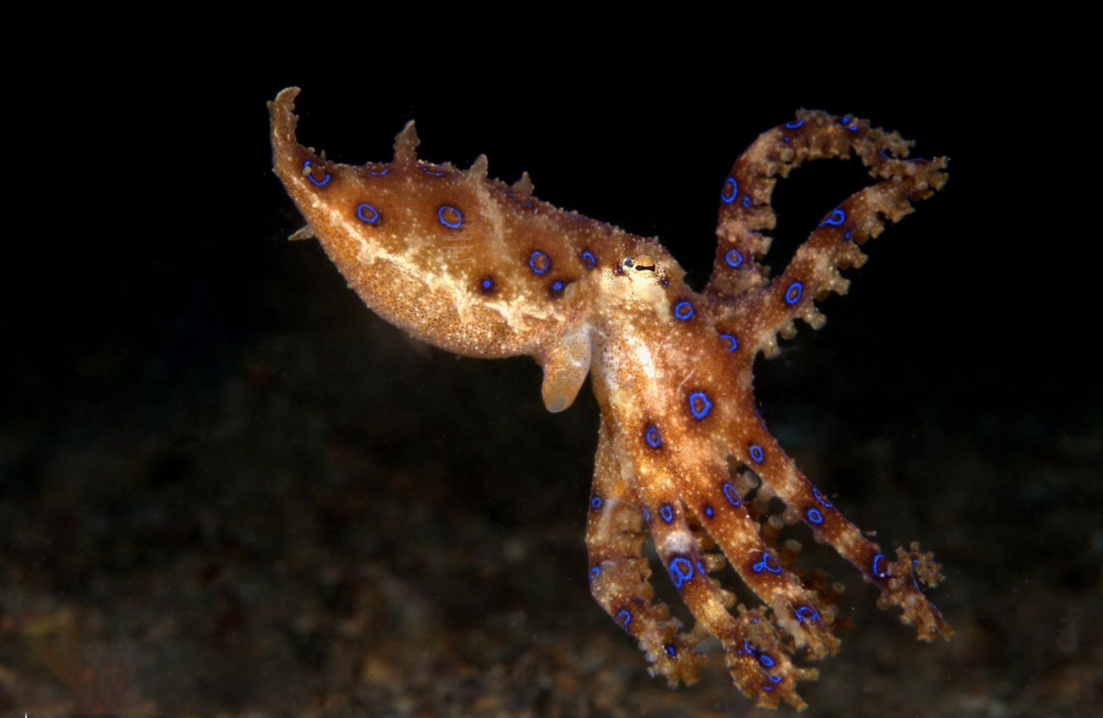 Teluk Kambahu di Bitung, Sulawesi Utara, Jadi Surga Muck Diving Kelas Dunia dengan Biota Laut Langka