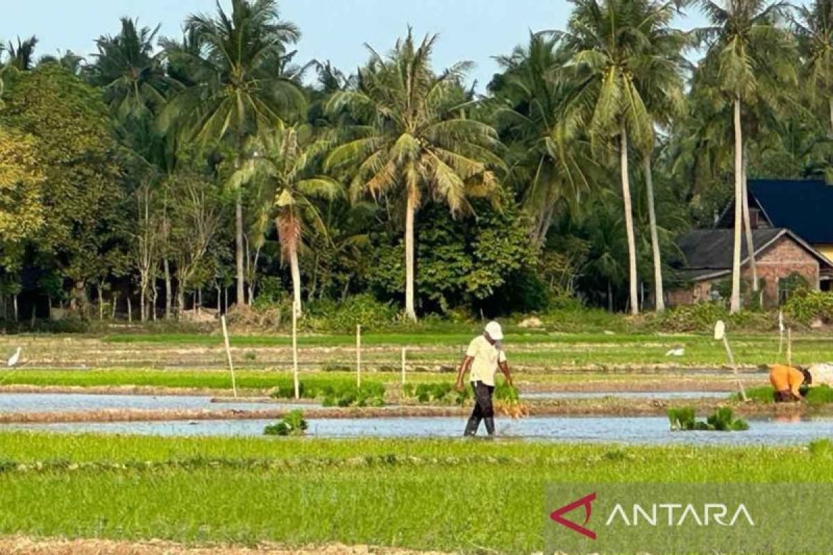 Nilai Tukar Petani Sulawesi Utara Turun 2,14 Persen pada Agustus 2026, Harga Tomat dan Bawang Merah Anjlok