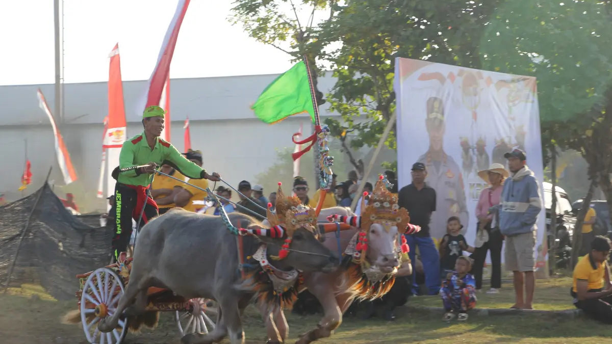 Makepung 2026 Resmi Dibuka, Kapolda Bali Cup Jadi Laga Perdana Musim Adu Cepat Kerbau di Jembrana