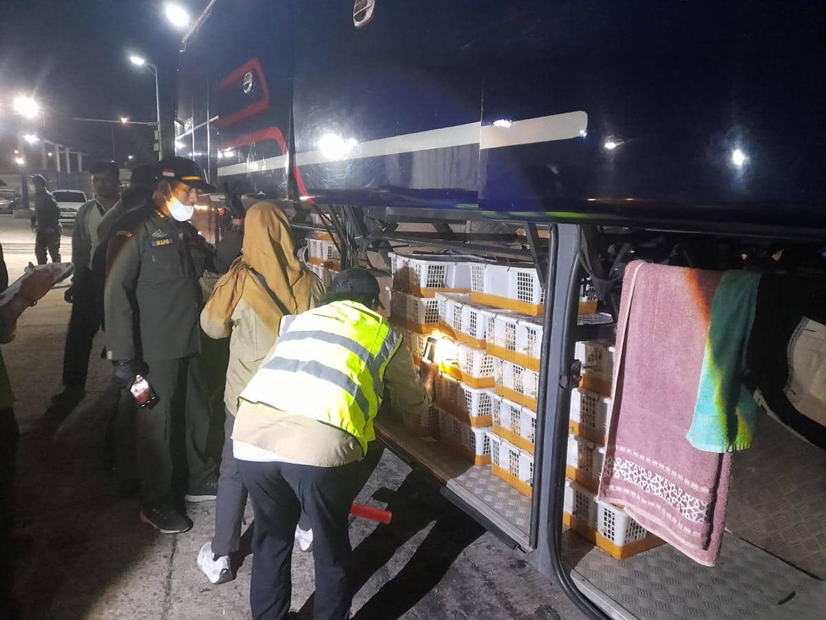 670 Burung Tanpa Dokumen Karantina Asal Sumsel Gagal Dikirim ke Jakarta, Diamankan Petugas di Pelabuhan Bakauheni