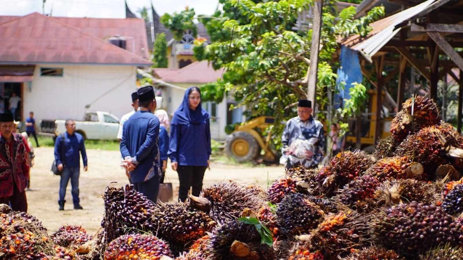 Harga Sawit Petani Dharmasraya Anjlok Rp 1.100 per Kilogram, Bupati Annisa Suci Ramadhani Peringatkan PKS